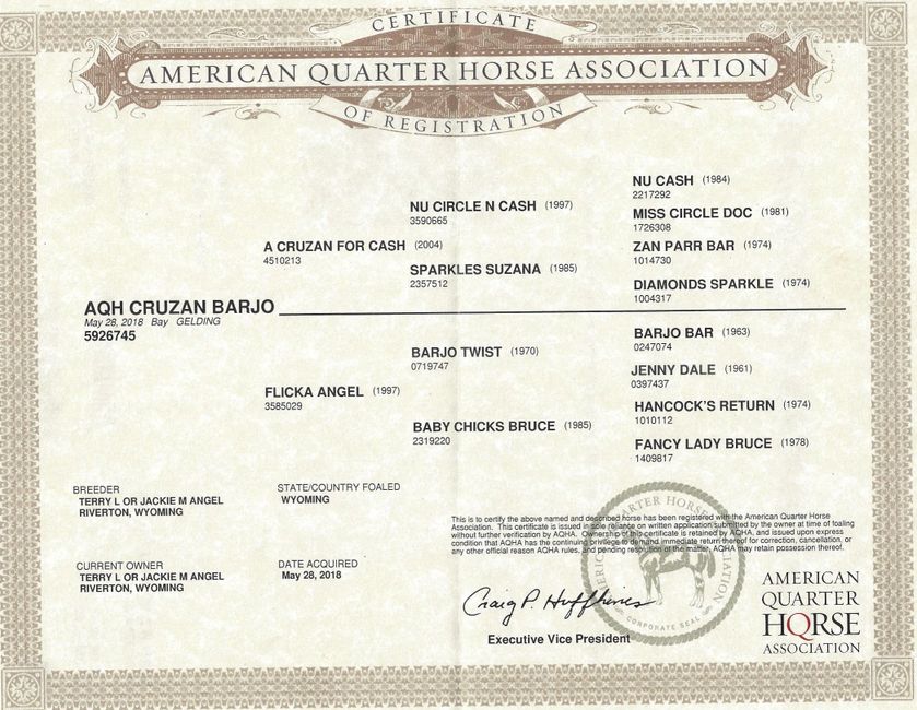 AQH PAPERS Angel Quarter Horses